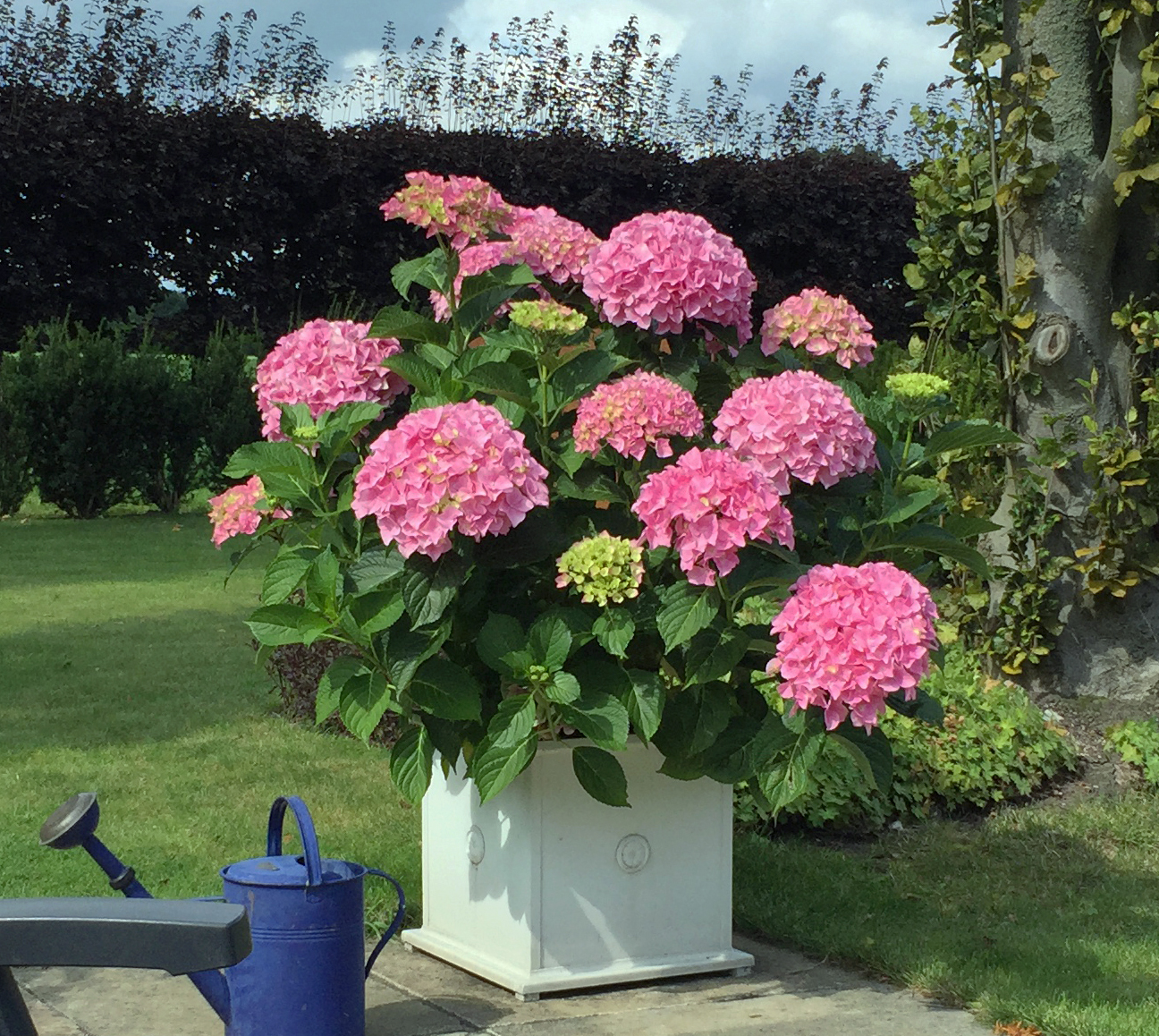 Hydrangea macrophylla 'Belle Seduction'